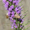 Prairie Blazing Star (bee, moth)