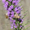 Prairie Blazing Star (bee, moth)