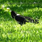 Pied Crow