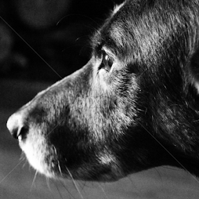 Emotion by Mikahla Dorey - Black & White Animals