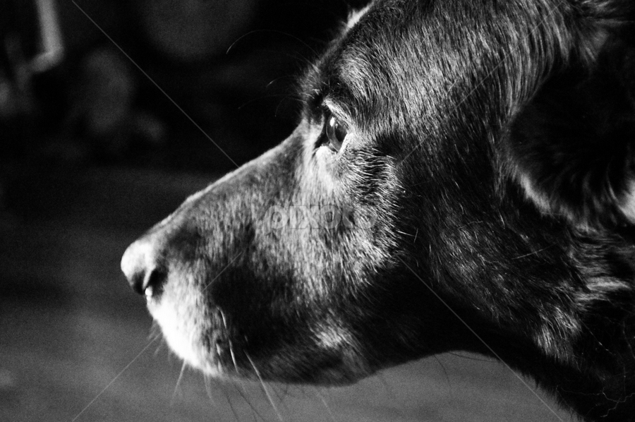 Emotion by Mikahla Dorey - Black & White Animals