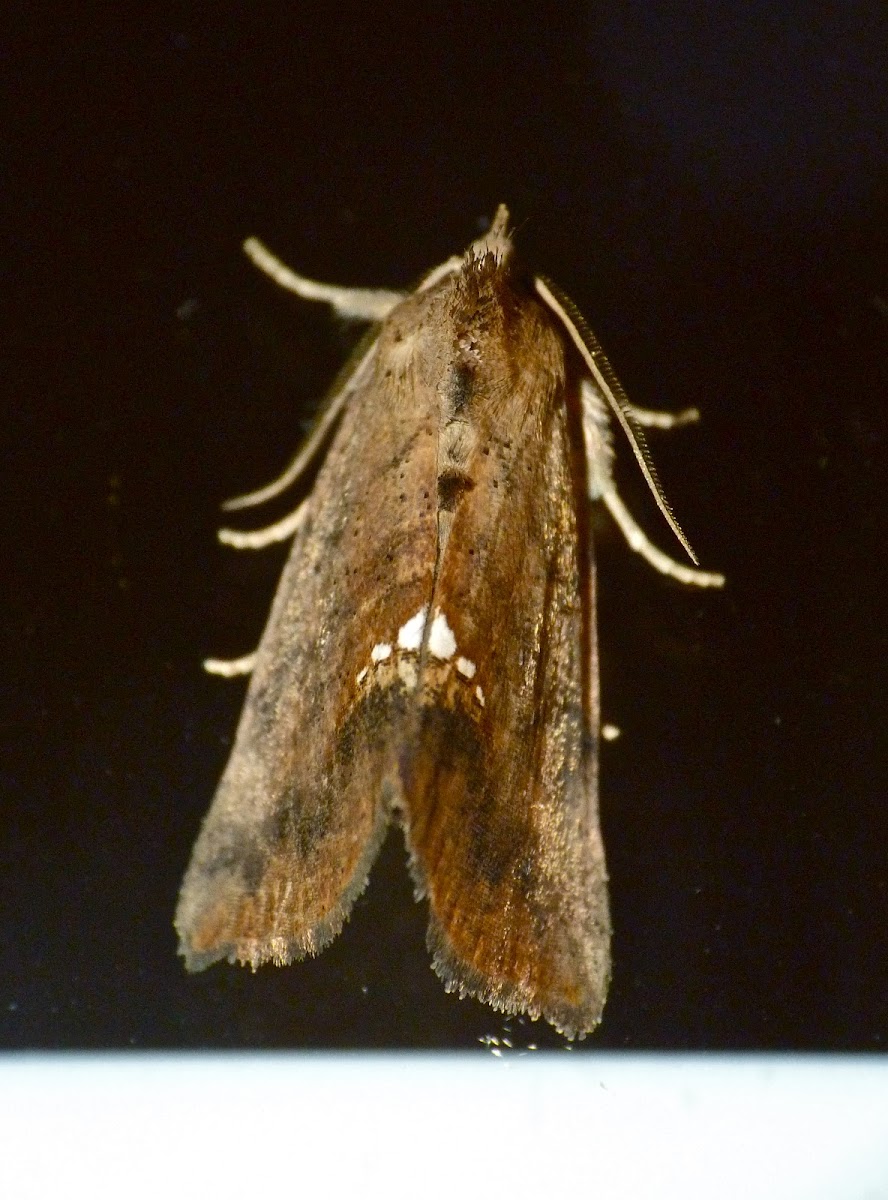 Small necklace moth