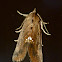 Small necklace moth
