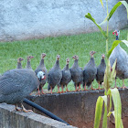 Helmeted Guineafowl