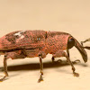 Long nosed weevil