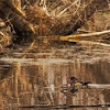 Wood duck