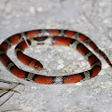 Scarlet snake