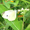 Cabbage White