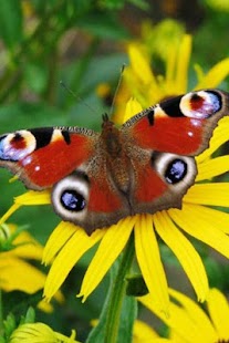 Butterfly Wallpaper Screenshots 12