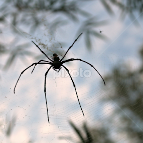 black spider by Muhd Haziq - Animals Insects & Spiders