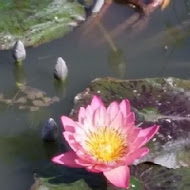 菁芳園 Tenway Garden／花園餐廳／落羽松