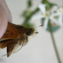 #3 Moth