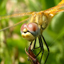 Libélula macho amarilla, Yellow dragonfly male