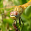 Libélula macho amarilla, Yellow dragonfly male