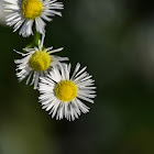 Flower Fleabane