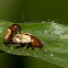 Unknown beetles
