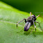Ant Mimicking