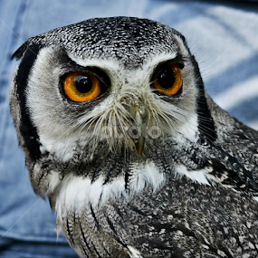 Whoo whoo by Tracy Rautenbach - Animals Birds