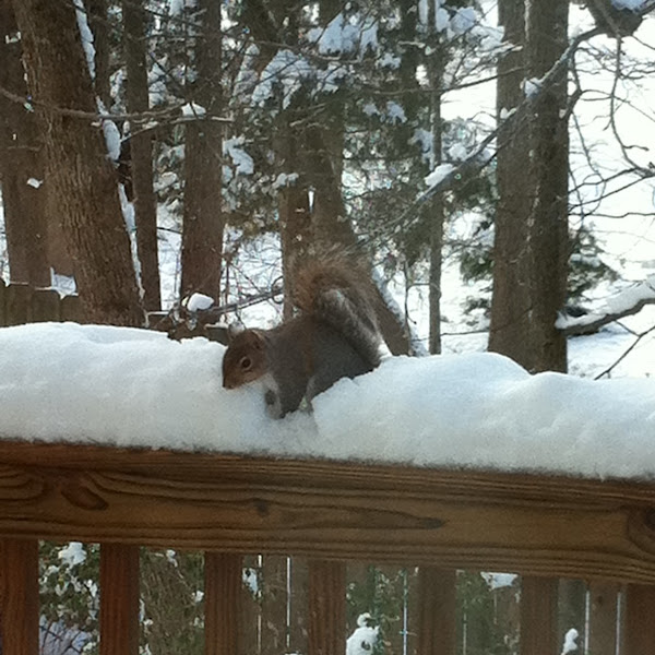 Animals of North Carolina Project Noah
