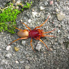Woodlouse spider (Roodwitte celspin)