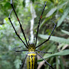 Golden Orb-web Spider female.
