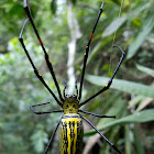Golden Orb-web Spider female.