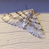 Half-wing Moth