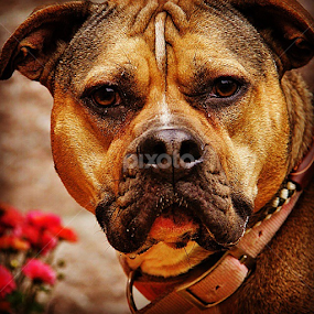 Bella by Rusty Jhorn - Animals - Dogs Portraits