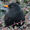 Common blackbird, male