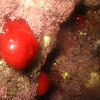 Beadlet anemone 