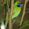 Orange-fronted Leafbird