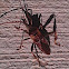 Western Conifer Seed Bug  