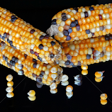 Maize1 by Asif Bora -  