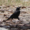 Crested Myna