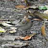 Rufous collared sparrow