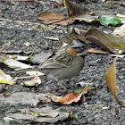 Rufous collared sparrow