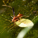 Red Wasp