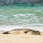 Hawaiian Monk Seal/ ‘ilioholoikauaua