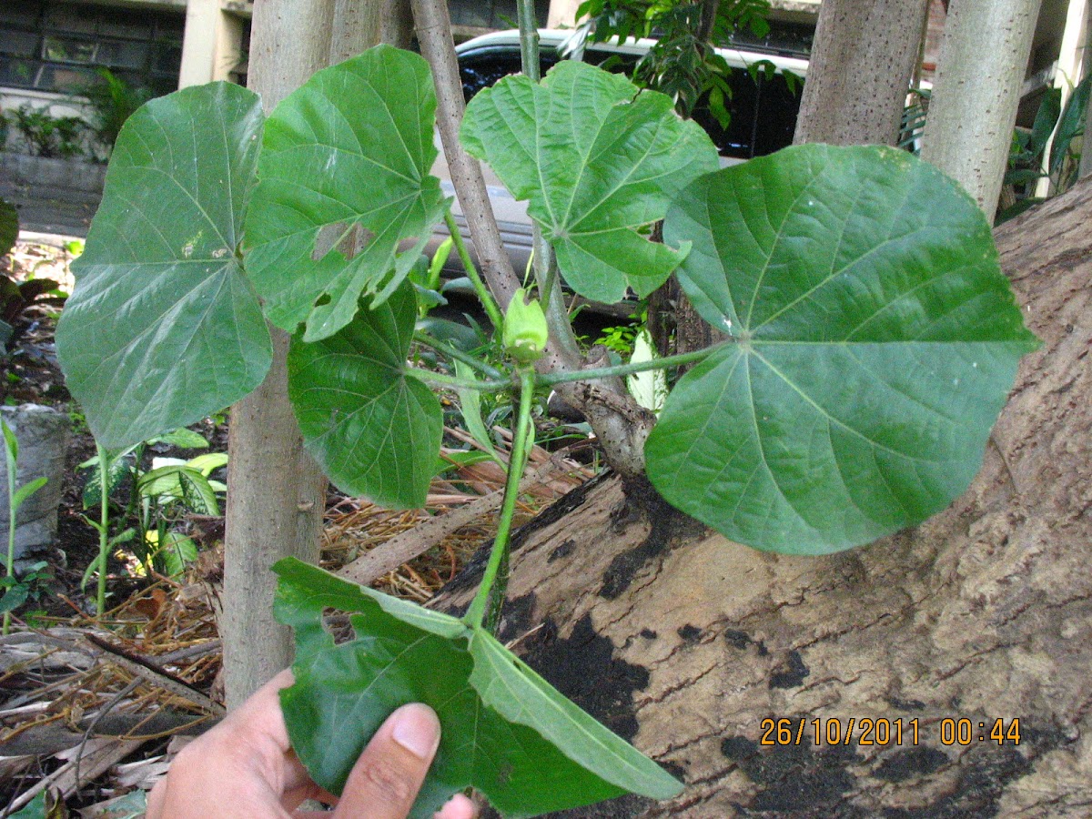 Tree Hibiscus