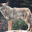 Coyote Slideshow logo