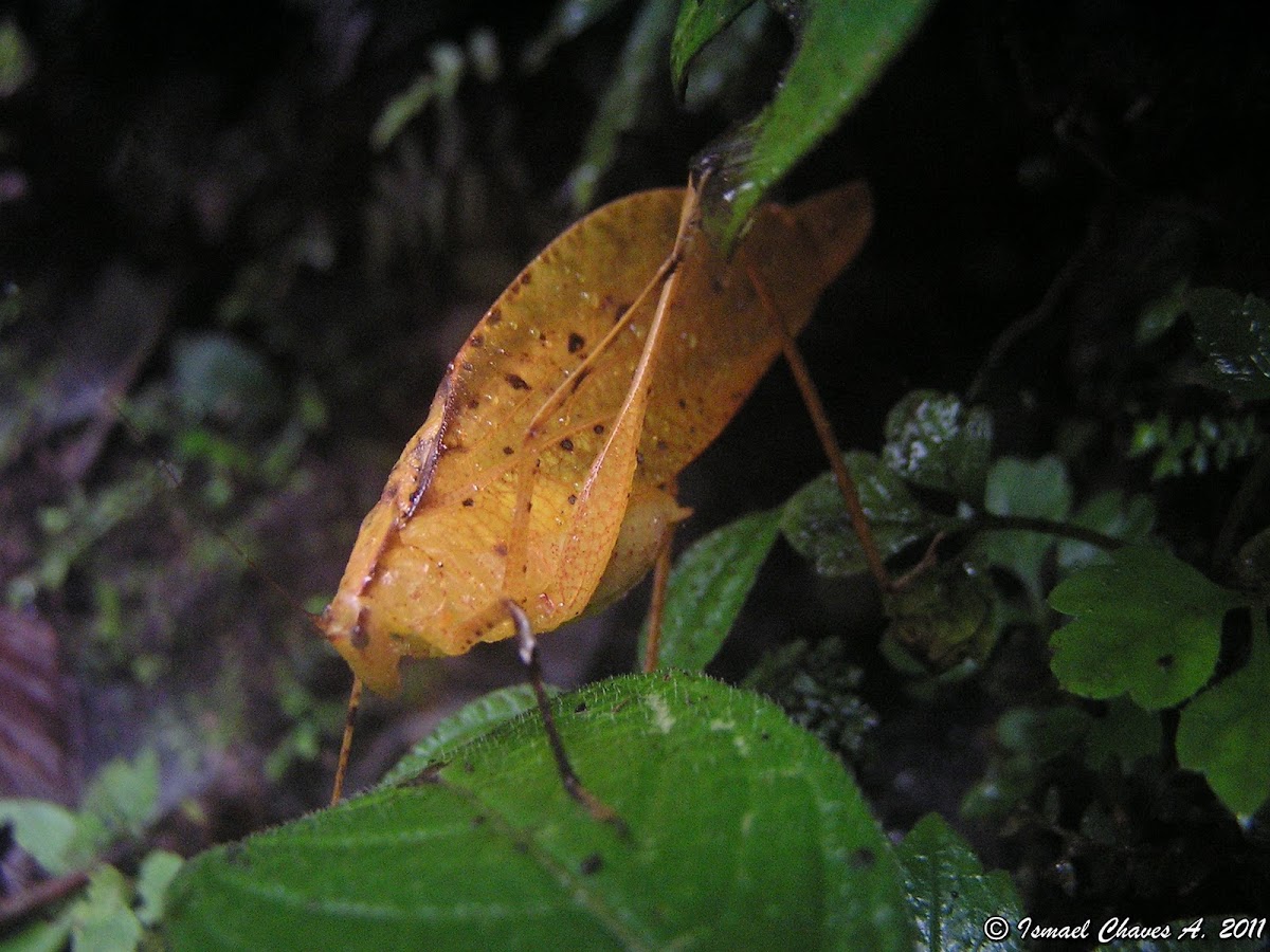 Yellow Oblong-Winged katydid