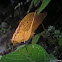Yellow Oblong-Winged katydid