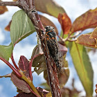 Putnam Cicada