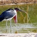 Marabou Stork