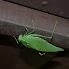 angular winged katydid