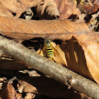 Yellow Jacket Bee