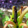 Lily Moth Caterpillar