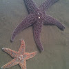 Purple (Ochre) Sea Star