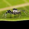 Jumping Spider