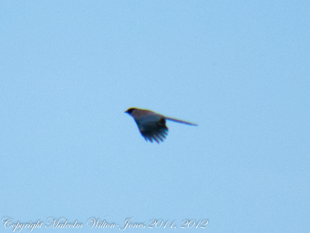 Iberian Azure-winged Magpie